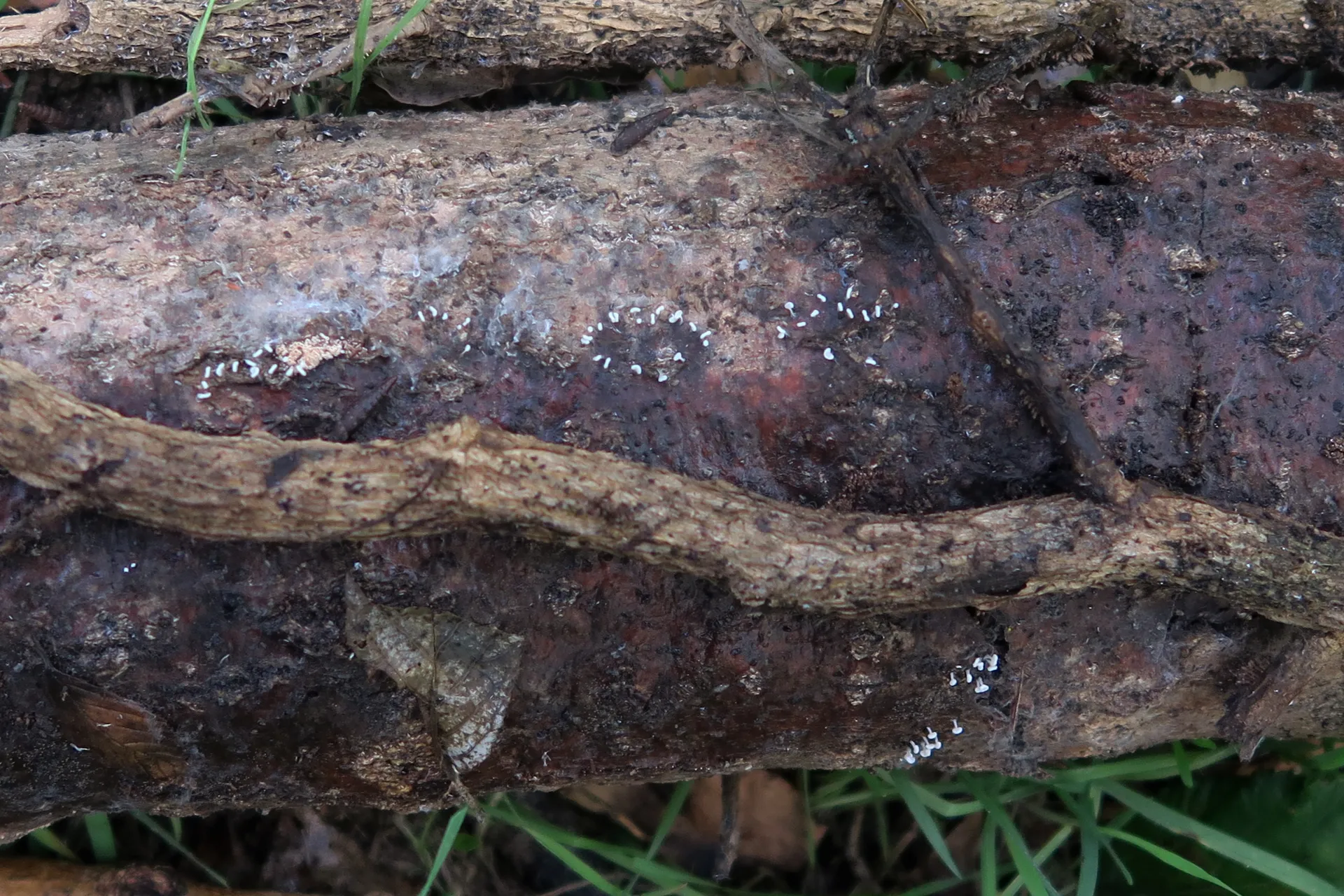 Physarum compressum - 1
